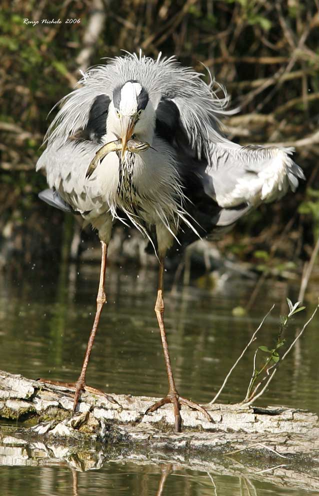 Airone cenerino - Ardea cinerea